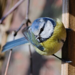 20120205 2342 [NIKON D3] 500 mm,1 250 Sek. bei ƒ   5,6