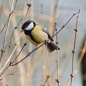 20120205 2434 [NIKON D3] 500 mm,1 160 Sek. bei ƒ   6,3