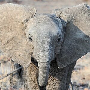 Baby-Elefant
9429