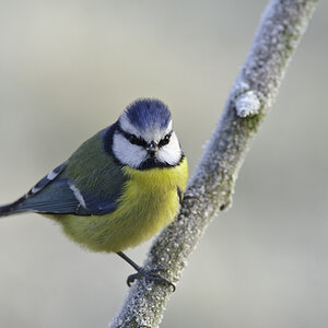 blaumeise 04