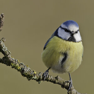 blaumeise 03