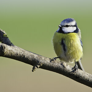 blaumeise 02