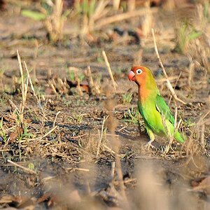 Erdbeerköpfchen (Lilian's Lovebird)
Sorr, sehr starker Crop
9472