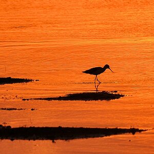 Uferläufer im Sonnenuntergang
9510