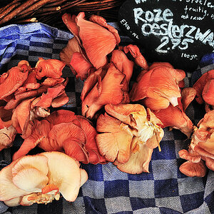 rote pilze
