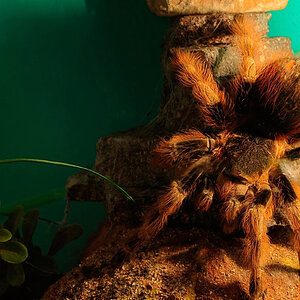 spinne