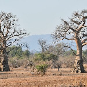 Affenbrotbaumzwillinge
"Twin Baobab"
8910