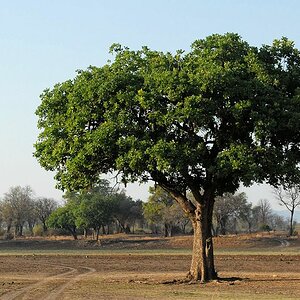 Baum in einer Lagune
Zur Regenzeit ist hier alles überflutet
4400