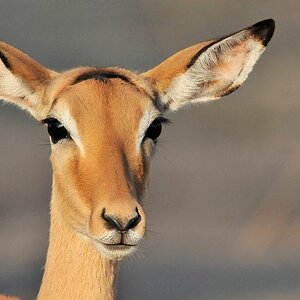 Impala
9713