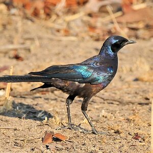 Langschwanz Glanzstar
Southern Long-tailed Starling
9773
