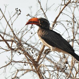 Kronentoko (Crowned Hornbill)
9807