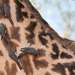 4 Rotschnabelmadenhacker
(Red-billed Oxpecker)
an einer Thornicroft Giraffe
9016