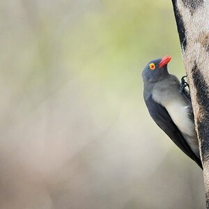RotschnabelMadenhacker
Red-billed Oxpecker
9925