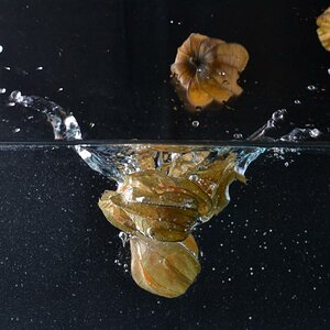 Physalis 1