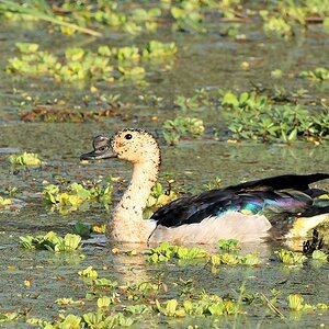 Höckerente
Knob-billed Duck
0065