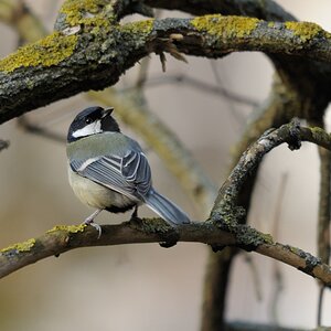 Kohlmeise
"Was guckst du?"