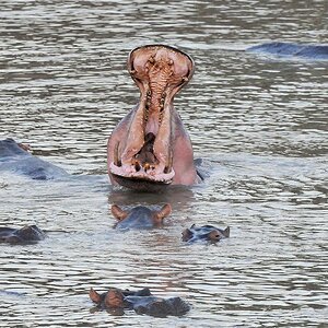 Hippos 0218