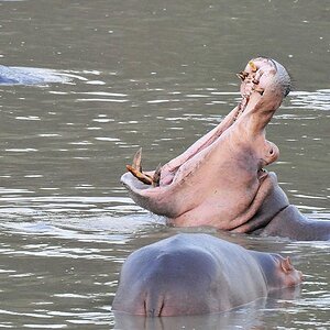 Hippos 0188