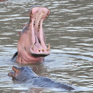 Hippos 0196