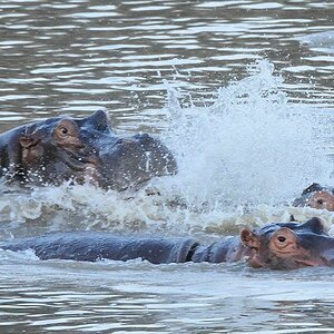 Hippos 0208