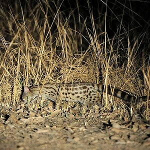 Großfleckginsterkatze
Large Spotted Genet
9432