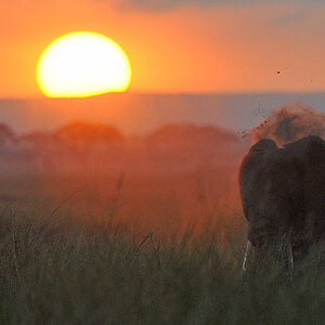 Amboseli