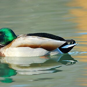 Enten 1
