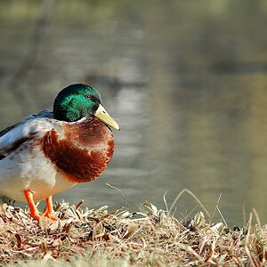 Enten 2
