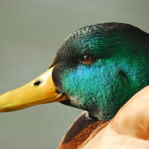 Enten 5
