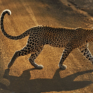Tsavo West, früh am Morgen