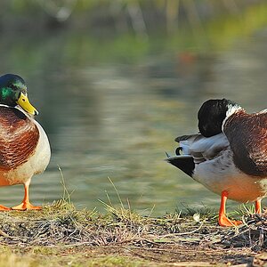 Enten 3