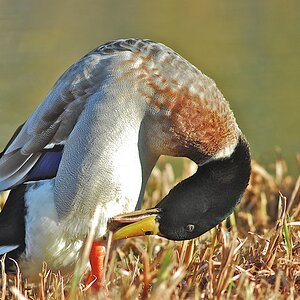 Enten 6