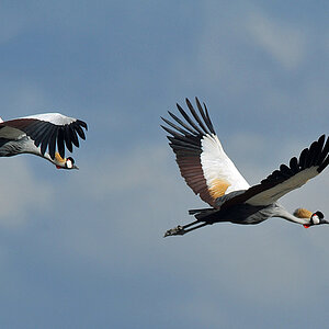 Amboseli