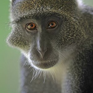 Diani Beach, Hotel: Meerkatze auf dem Balkon unmittelbar an der Naheinstellgrenze des 300 /2,8 AF-S