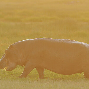 Tsavo West, Hippo bei extremem Gegenlicht unmittelbar vor dem Sonnenuntergang