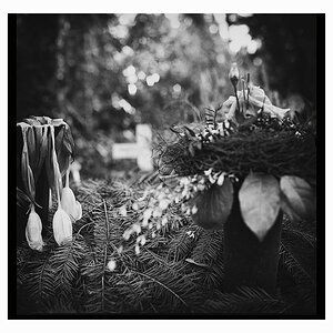Verblühte Blumen am Frankfurter Hauptfriedhof

(Hasselblad 500c/m - Xtol)