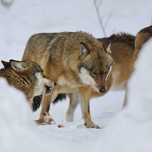 Wolf n.d. Fressen 6255 01