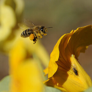 Fleißiges Bienchen