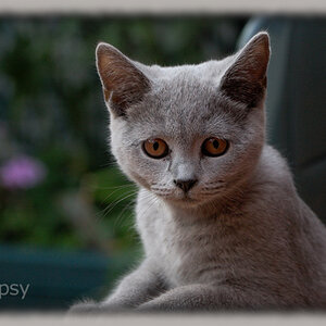 Katze
