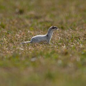 WieselDSC 4915