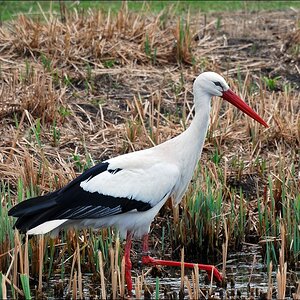 Storch 2012 - 03 - 17