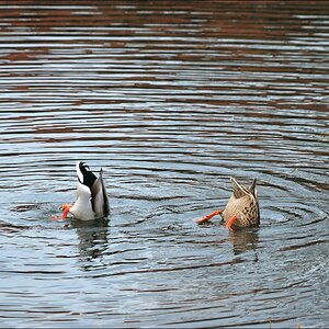 Wasserbalett 2012 03 17
