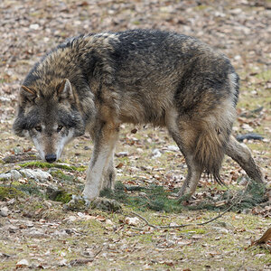 Wolf
Tierpark Hundshaupten
