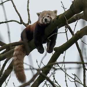 kleiner panda