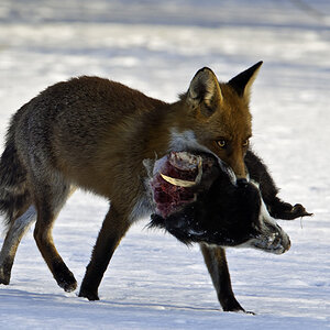 fuchs 02