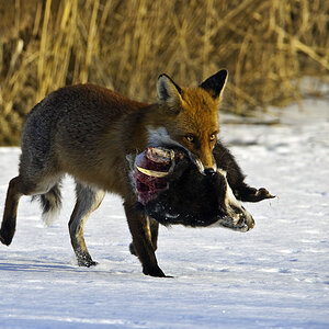 fuchs 03