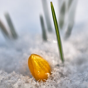 Krokus im Februarschnee (4 von 5)