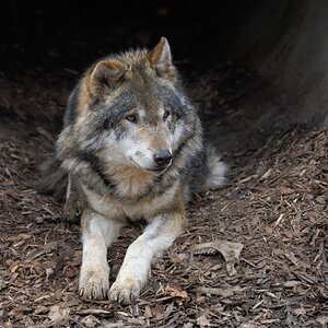 Wolf
Tierpark Hundshaupten