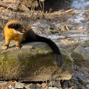 Buntmarder2
Tiergarten Nürnberg