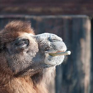 Camel Filter im Zoo Karlsruhe